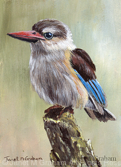Janet Graham - Work Detail: Brown Hooded Kingfisher ACEO