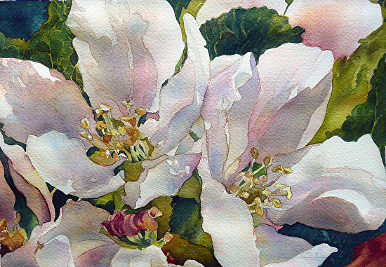 Watercolor Paintings - Original and Fine Art Prints