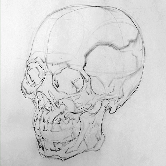 craniofacial skeleton sketch
