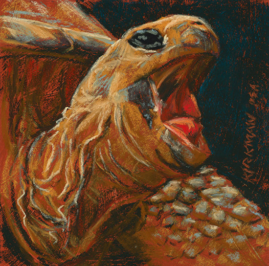 Rita Kirkman - Work Zoom: Yawning Tortoise