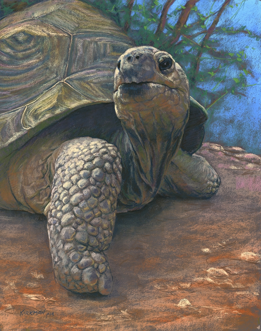 Rita Kirkman - Work Zoom: Old Man Tortoise